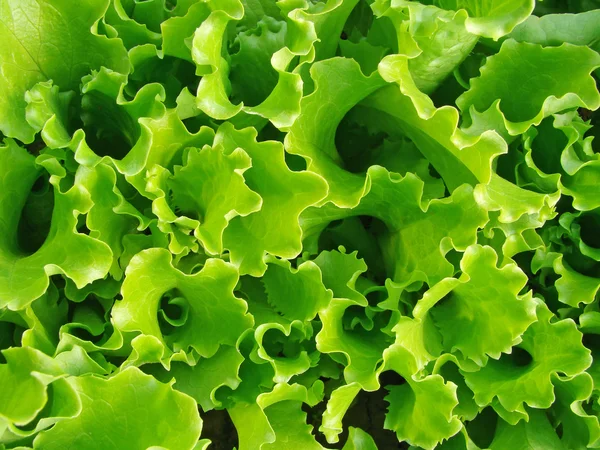 Salat abstrakt — Stockfoto