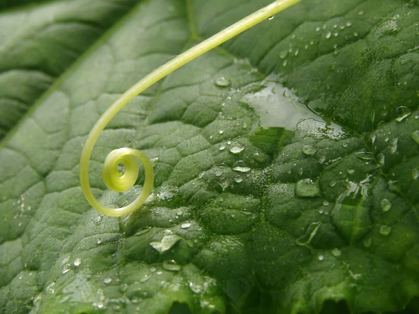 Cucumber leaf — Stock Photo, Image