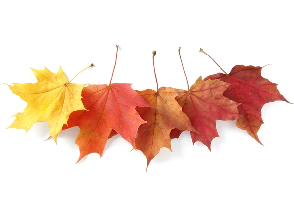 Autumnal leaves palette — Stock Photo, Image