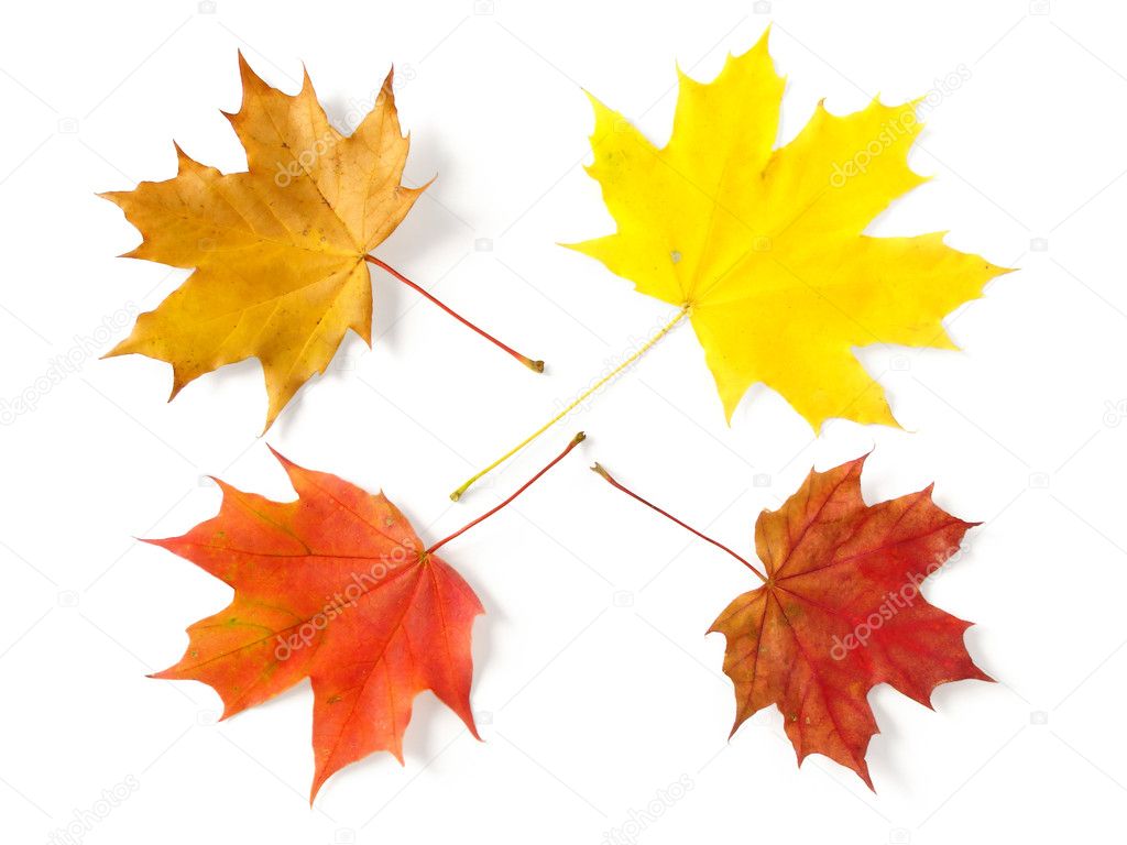 Four maple leaves