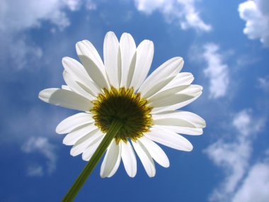 White daisy clipart