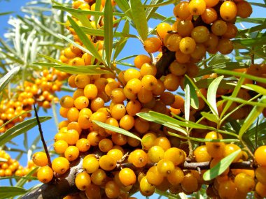 Sea-buckthorn clipart