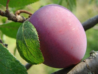 Ripe plum clipart