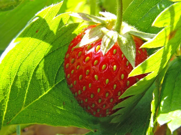 Erdbeere in Blättern — Stockfoto