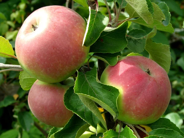 Growing apples — Stock Photo, Image