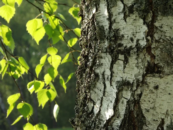 Birch tree — Stockfoto
