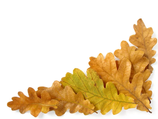 Dubové listí roh — Stock fotografie