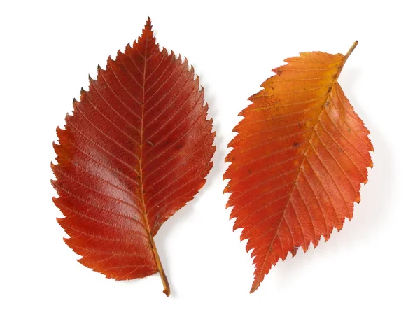 Aspen leaves — Stock Photo, Image