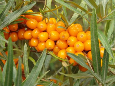 Sea buckthorn clipart