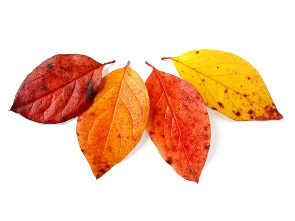 Four autumnal leaves — Stock Photo, Image