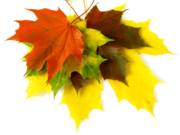 秋のパレット — ストック写真