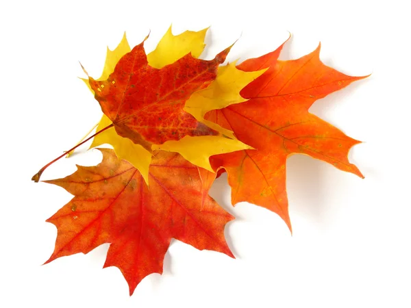 Őszi levelek paletta — Stock Fotó