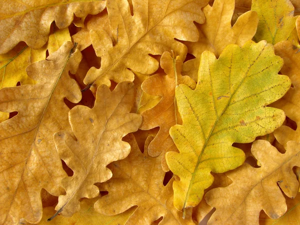 Oak leaves background — Stock Photo, Image