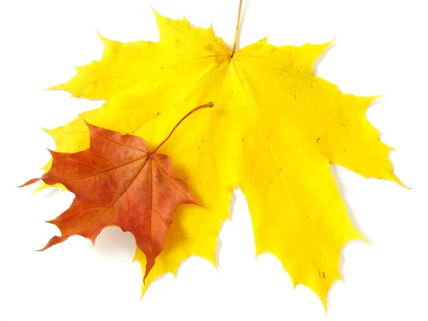 Pair of maple leaves — Stock Photo, Image