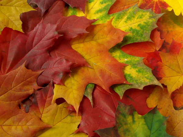 Podzimní kolekce — Stock fotografie