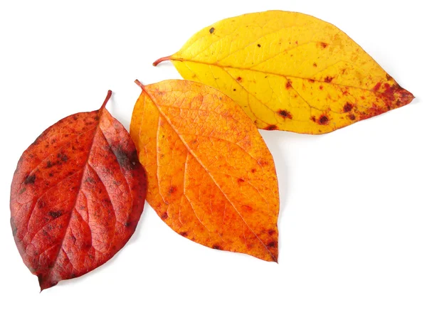 Three autumnal leaves — Stock Photo, Image