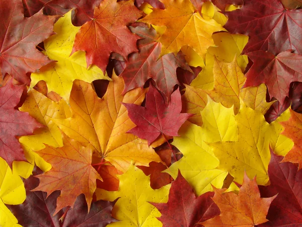 Paleta jesiennych — Zdjęcie stockowe