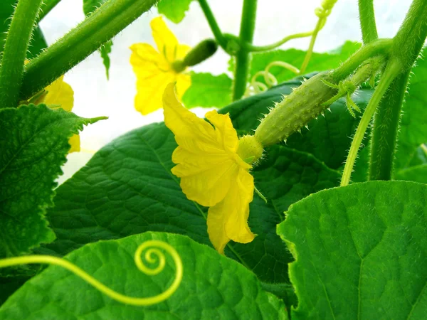 Groeiende komkommer — Stockfoto