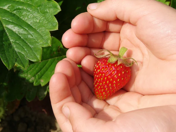 Die erste Erdbeere — Stockfoto