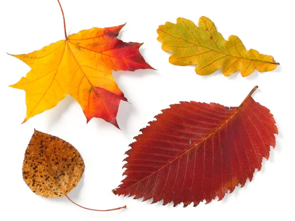 Four autumnal leaves — Stock Photo, Image