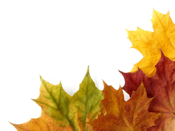 秋のデザイン要素 — Stock fotografie
