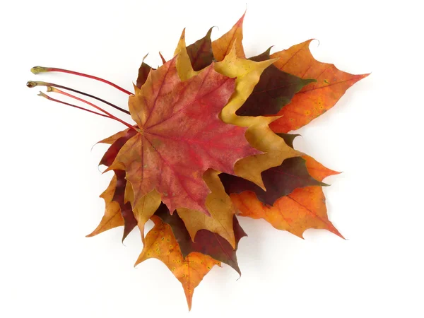 Палитра осенних листьев — стоковое фото