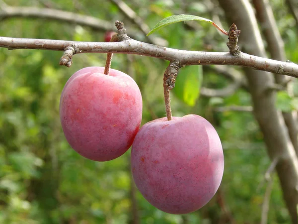 Two plums — Stock Photo, Image