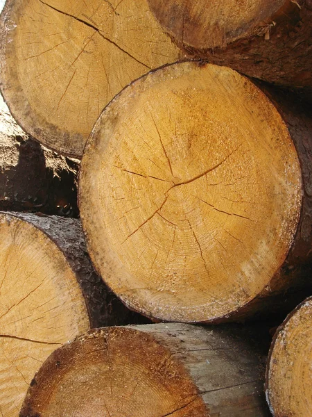 Sawn timber — Stock Photo, Image