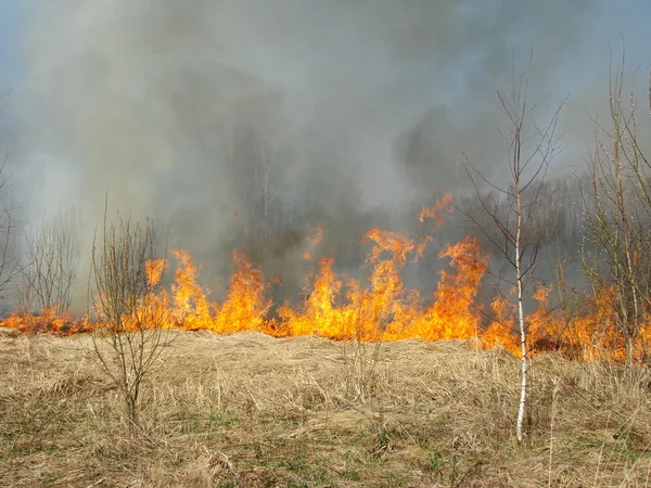 Incendio forestal — Foto de Stock