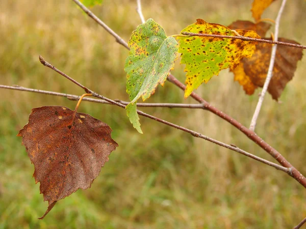 Ultime foglie — Foto Stock