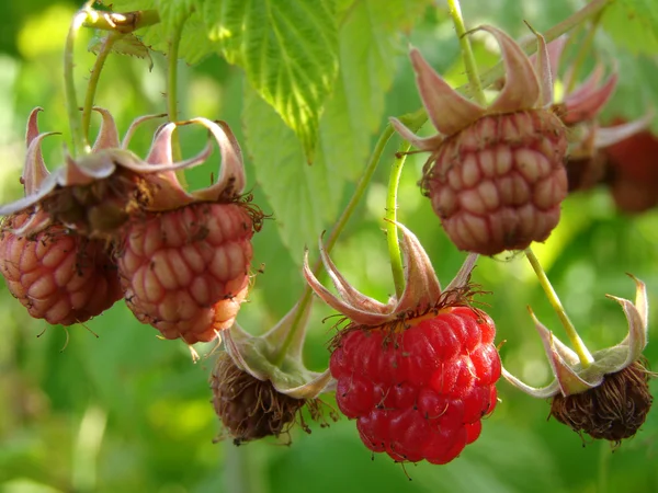 野生树莓 — 图库照片