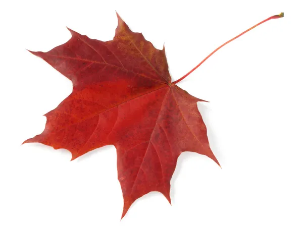 Single maple leaf — Stock Photo, Image