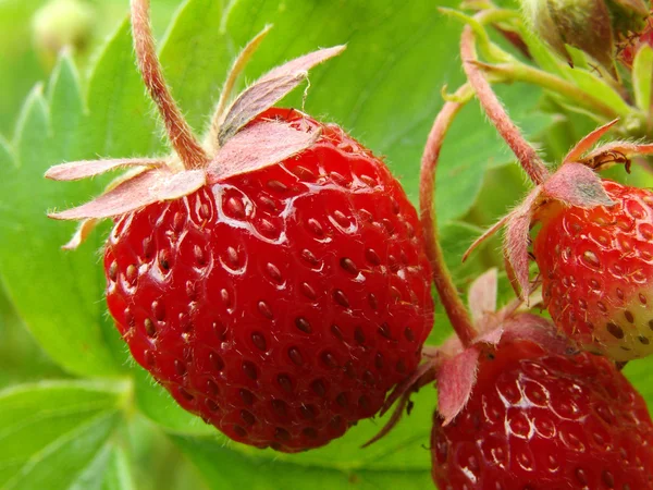 Erdbeeren 3 — Stockfoto