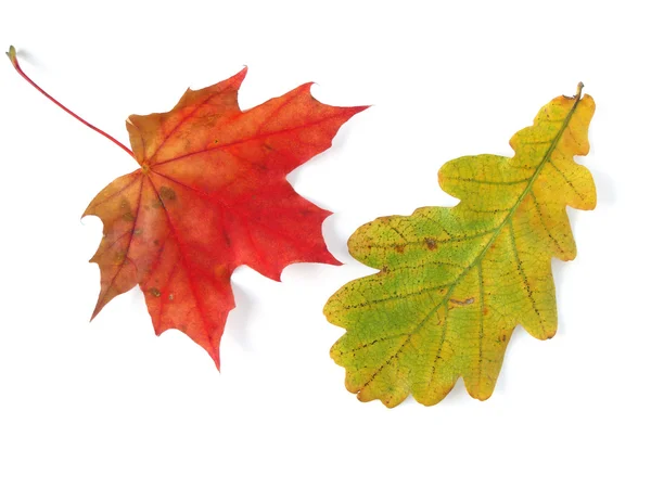 Oak and maple leaves — Stock Photo, Image