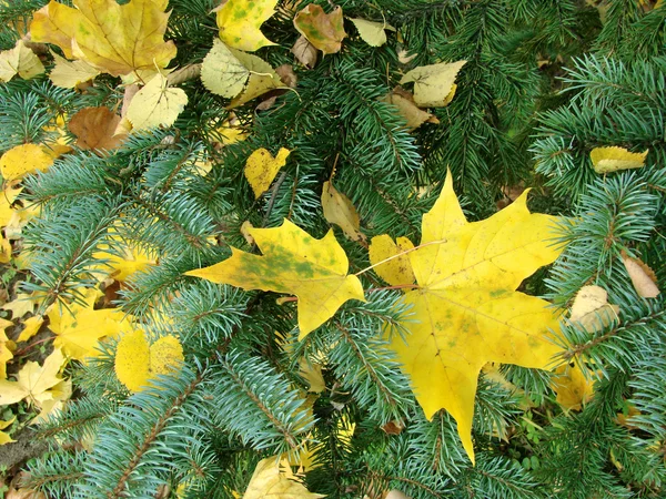 Herbstliche Dekoration — Stockfoto