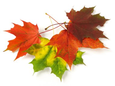 Autumnal leaves clipart