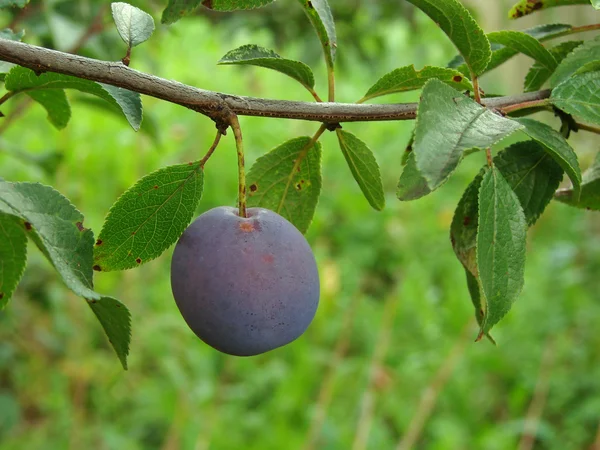 Ripening plum — Stock Photo, Image