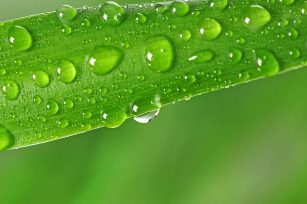 Зелена трава з краплями дощу — стокове фото
