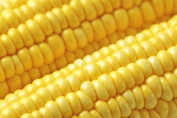 Corn macro — Stock Photo, Image