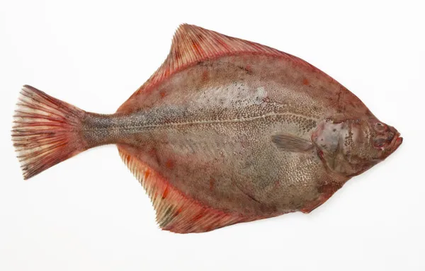 大きな生の魚 — ストック写真
