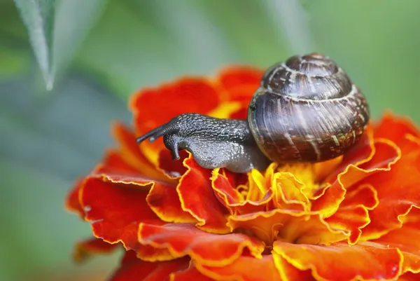Snail macro — Stock Photo, Image