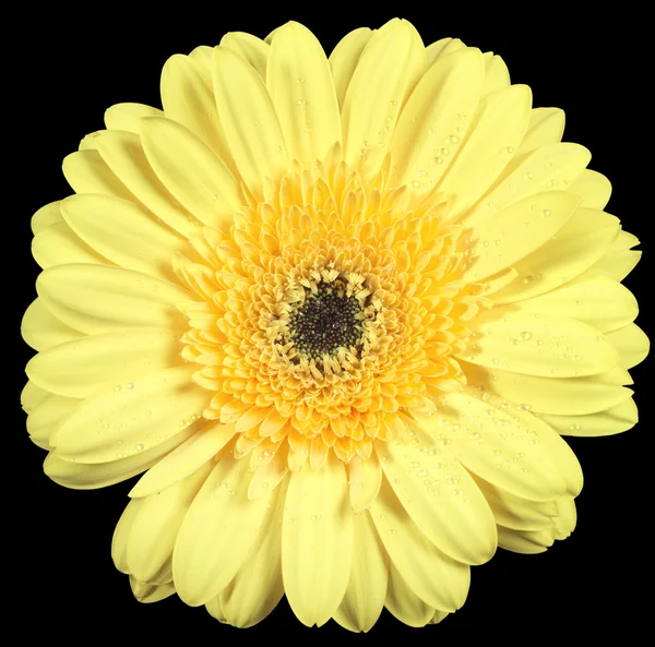 Gerber amarelo — Fotografia de Stock