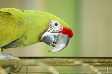 Green parrot clipart