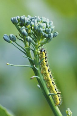 Yellow caterpillar clipart