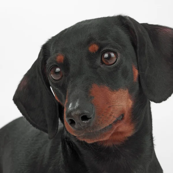 Portrait of dog — Stock Photo, Image