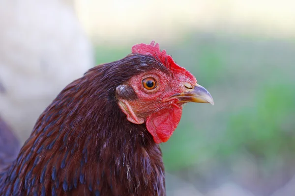 Stock image Chicken