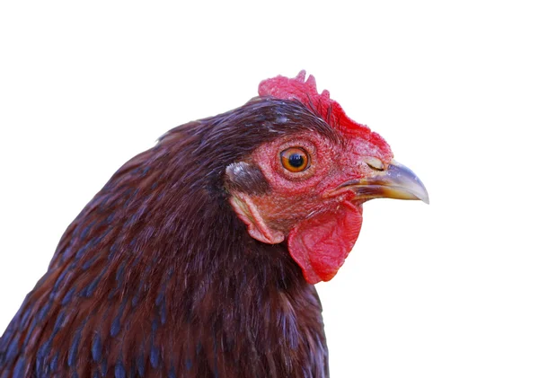 stock image Chicken