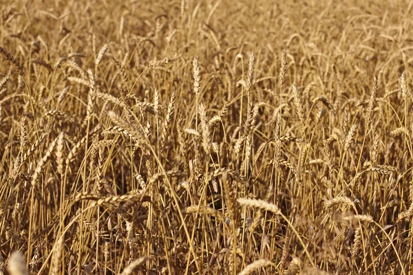 Stock image Field of grain