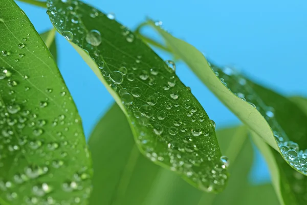 Raindrops on green leaves — Stock Photo, Image