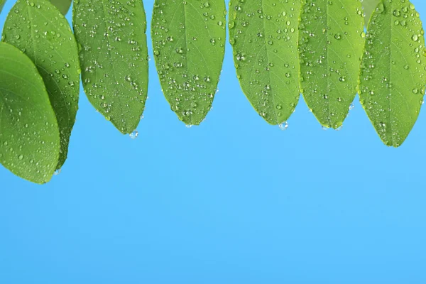 Gröna blad med regndroppar — Stockfoto